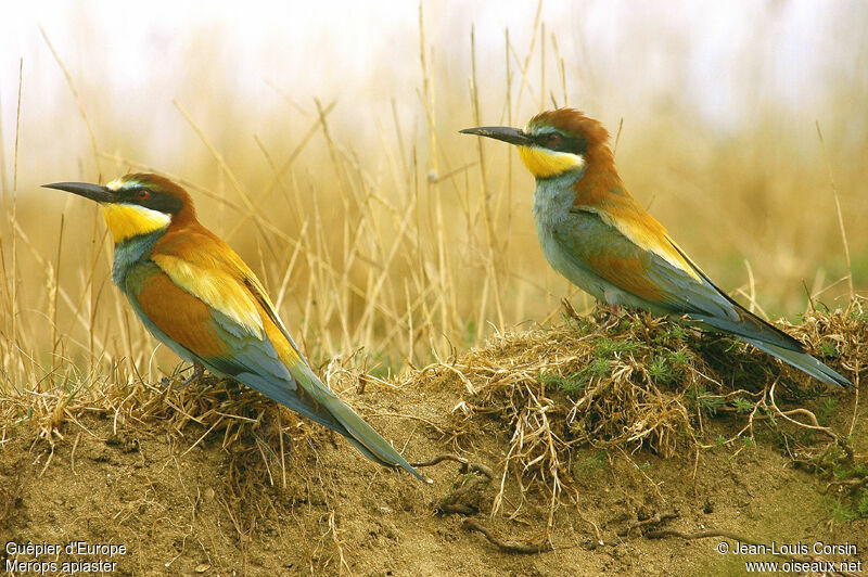 European Bee-eater adult