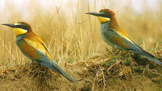 European Bee-eater