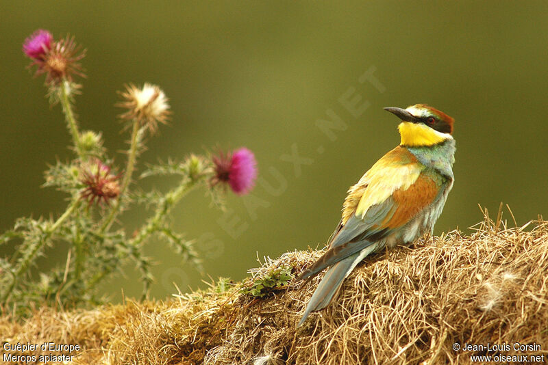 European Bee-eater