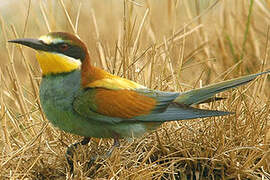 European Bee-eater