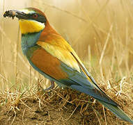 European Bee-eater