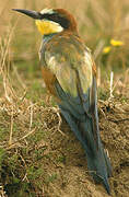 European Bee-eater