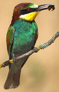 European Bee-eater