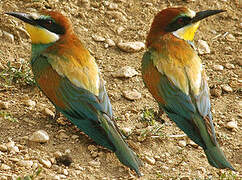 European Bee-eater