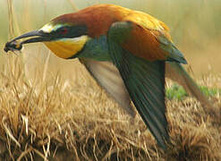 European Bee-eater