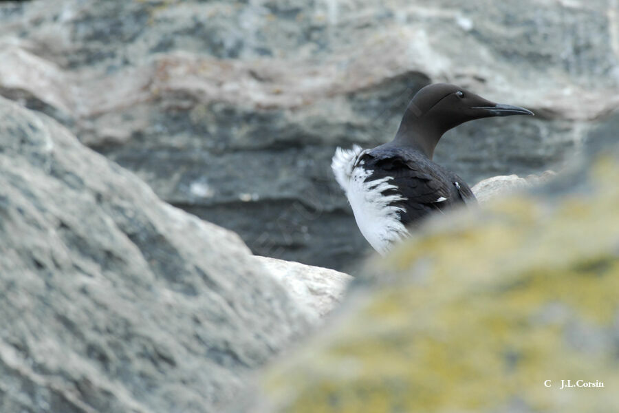 Guillemot de Troïl