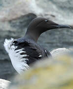 Common Murre