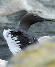 Guillemot de Troïl