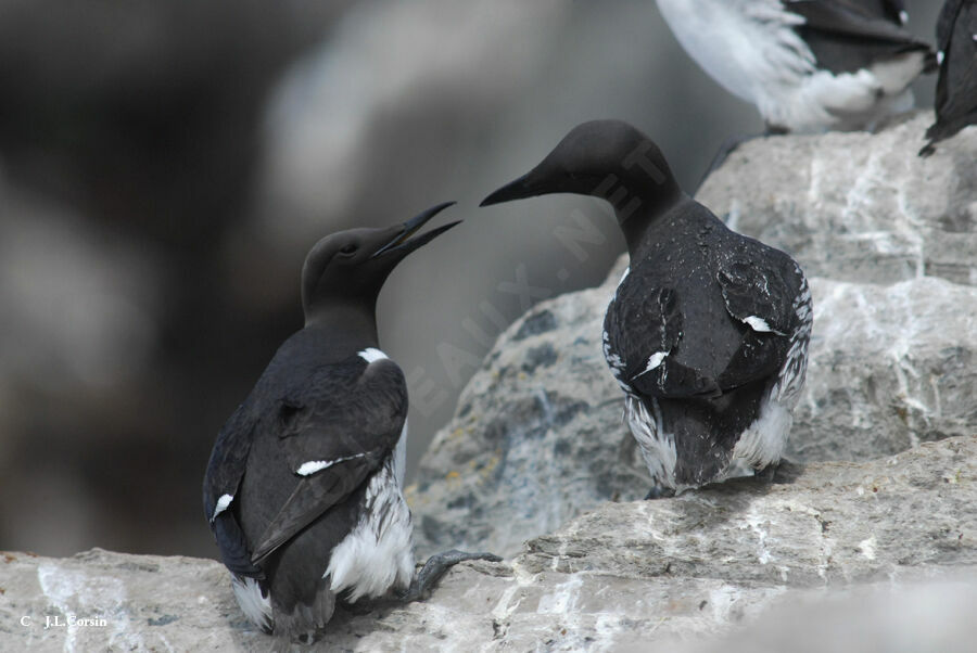 Common Murre