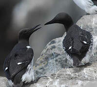 Common Murre