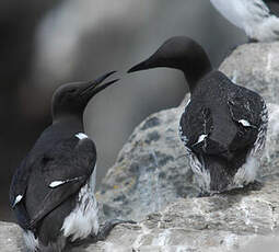 Guillemot de Troïl