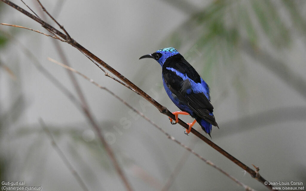 Red-legged Honeycreeper male adult