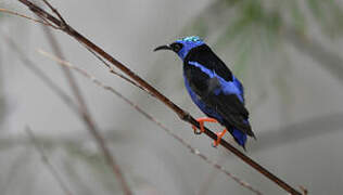 Red-legged Honeycreeper