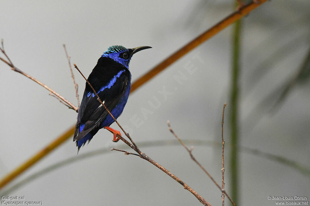 Red-legged Honeycreeper male adult