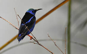 Red-legged Honeycreeper