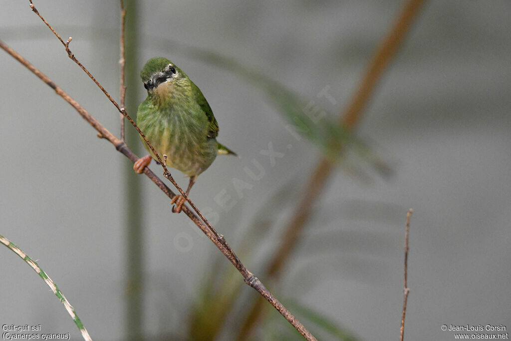 Red-legged Honeycreeper female adult