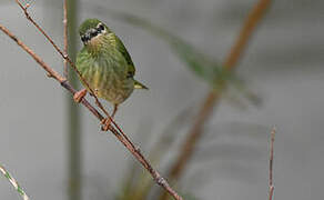 Red-legged Honeycreeper