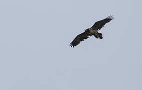 Bearded Vulture