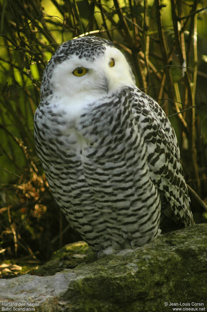 Harfang des neiges