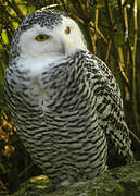 Snowy Owl