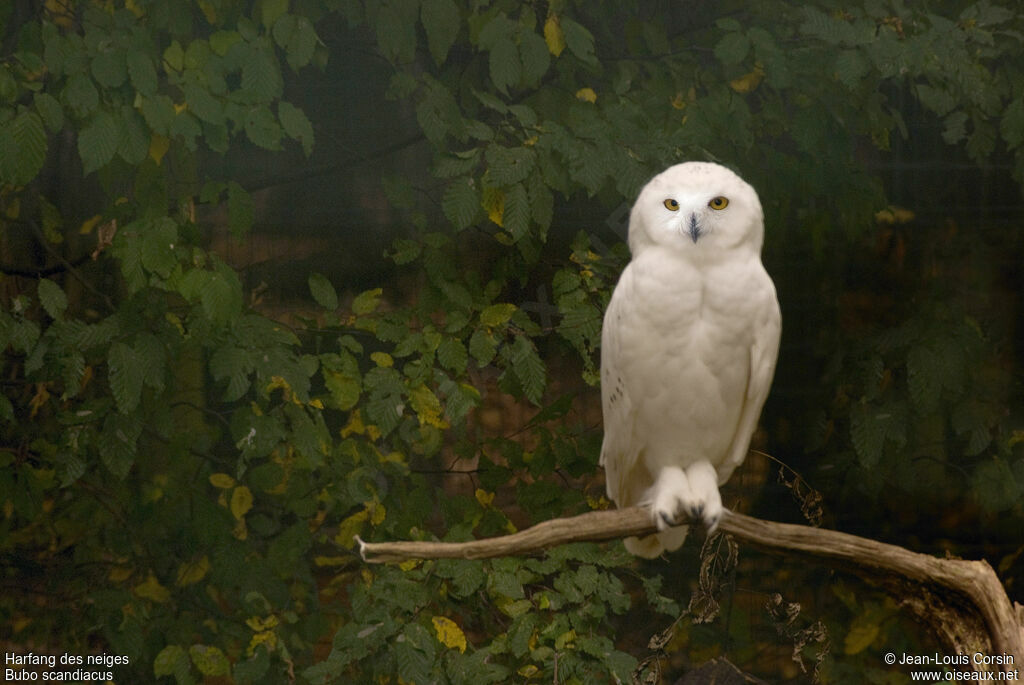 Snowy Owl male