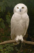 Snowy Owl