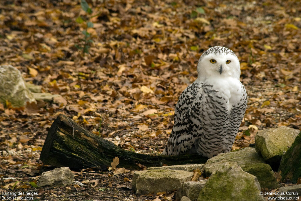 Harfang des neiges femelle