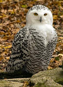 Snowy Owl