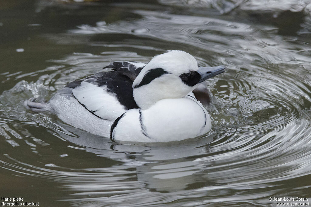 Smew male adult