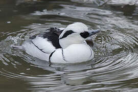 Smew