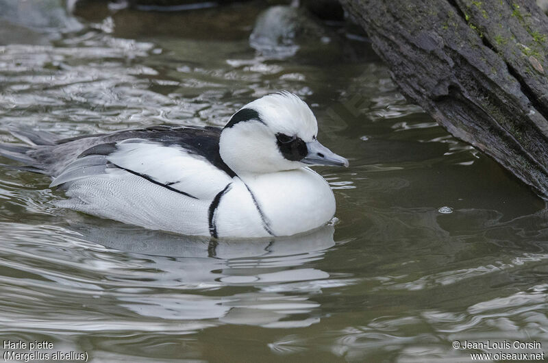 Smew male adult, swimming