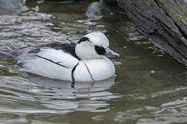 Smew