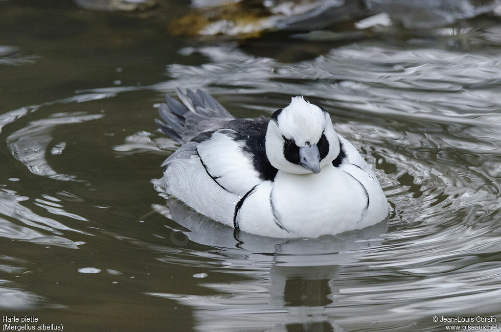 Smew male adult