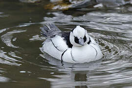 Smew