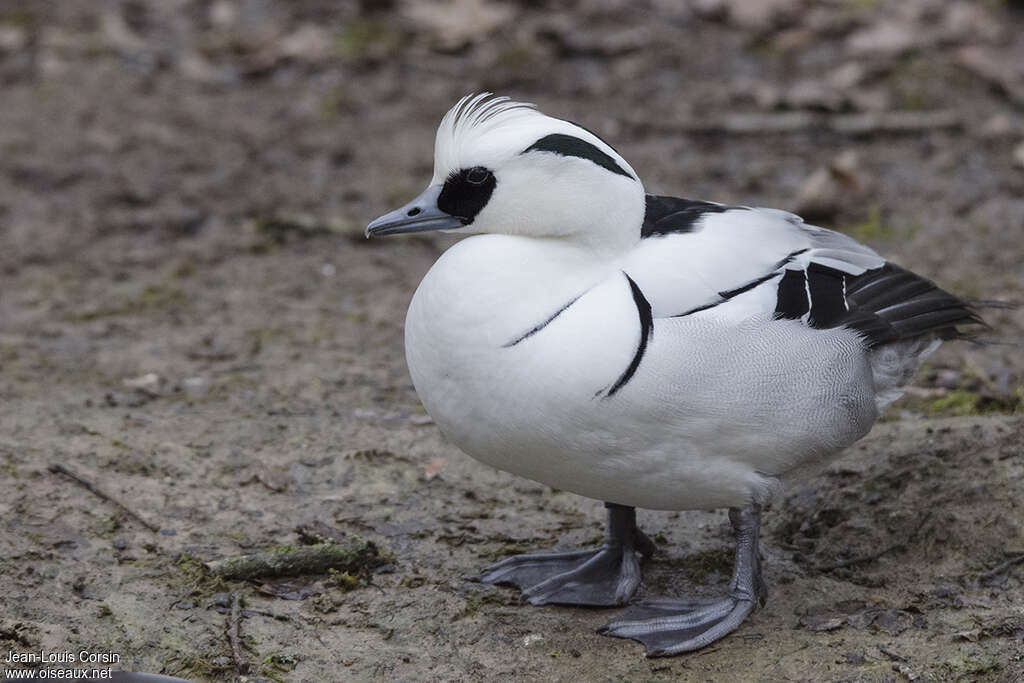 Smew male adult, close-up portrait