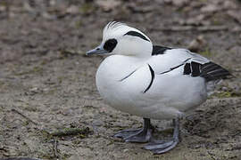 Smew