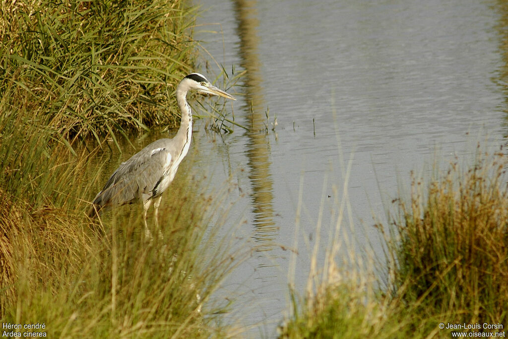 Grey Heron