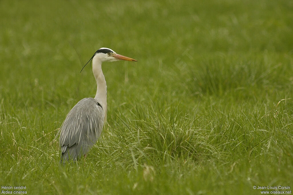 Grey Heron