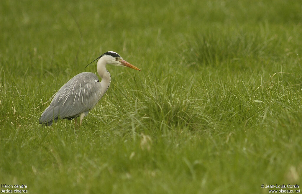 Grey Heron