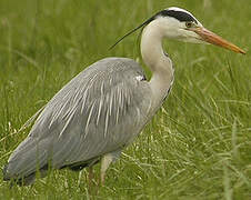 Grey Heron