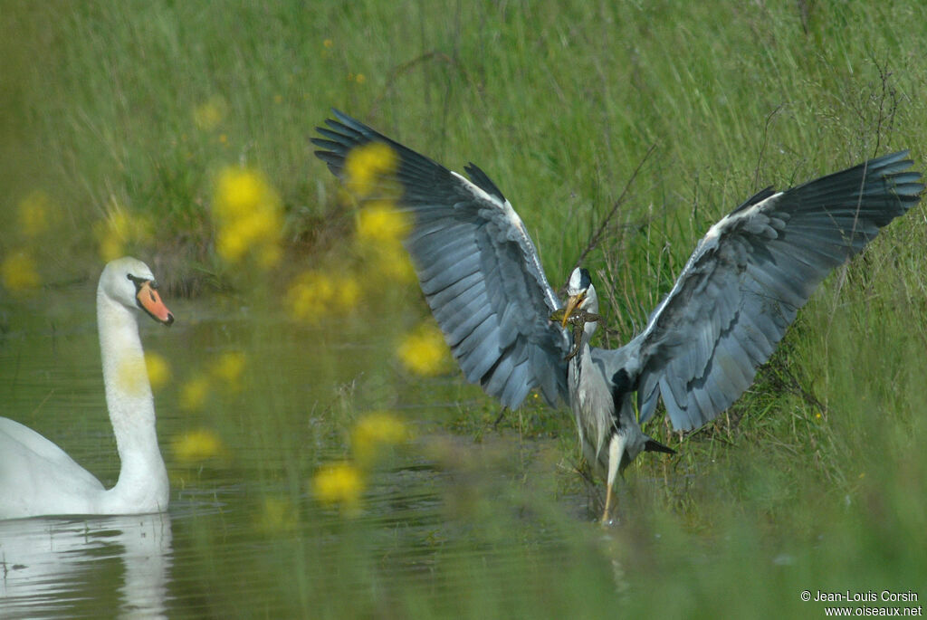 Grey Heron