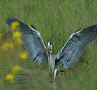 Grey Heron