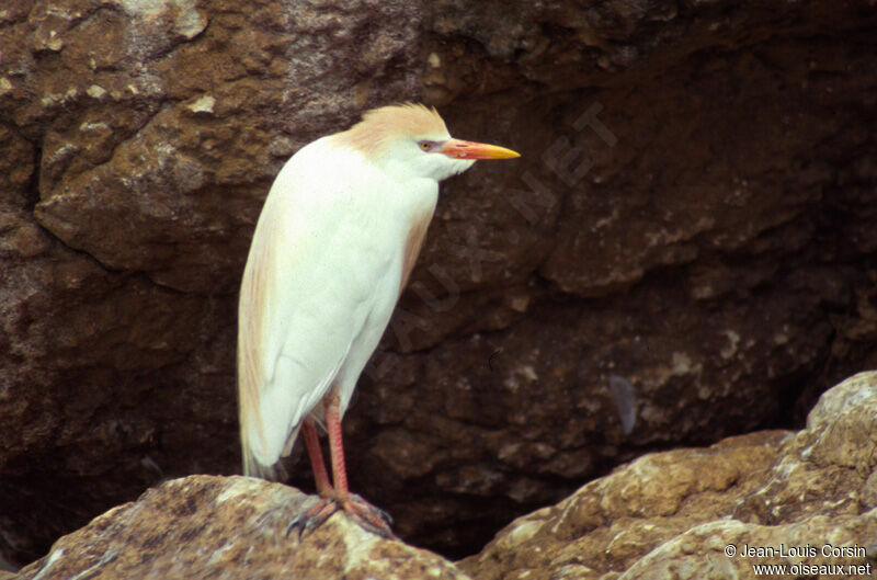 Western Cattle Egret