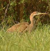 Purple Heron