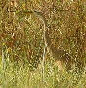 Purple Heron