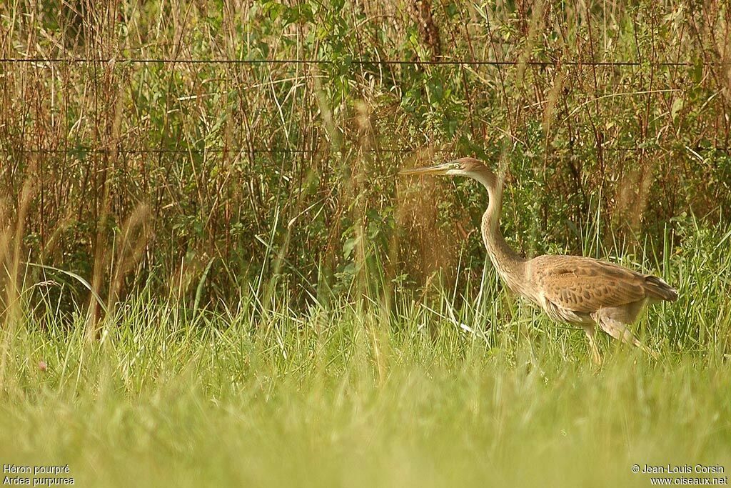 Purple Heron