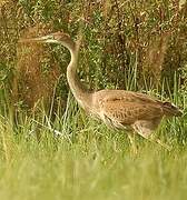 Purple Heron