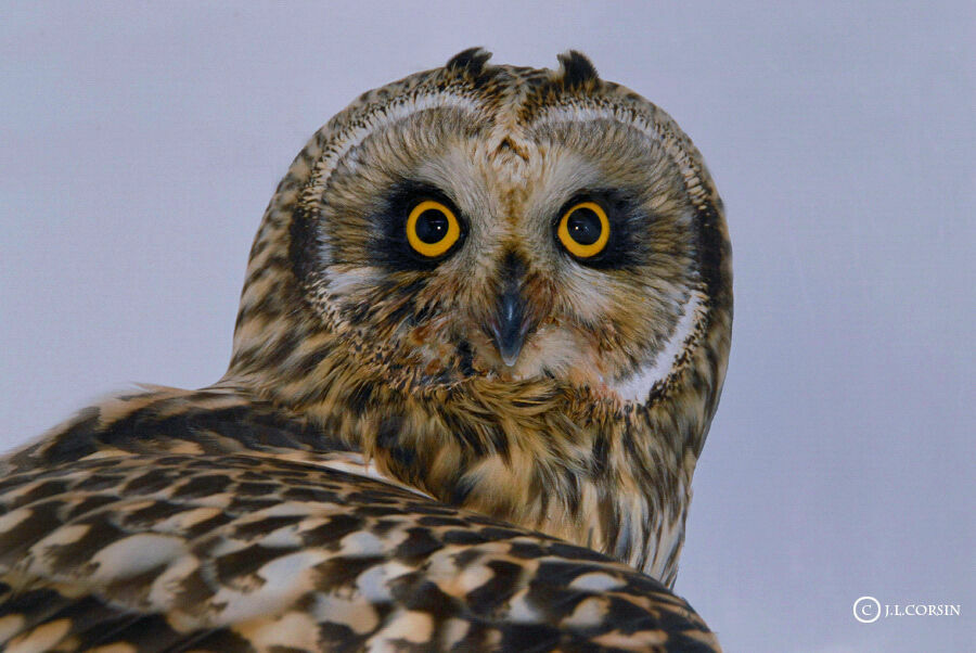 Short-eared Owl