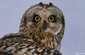 Short-eared Owl