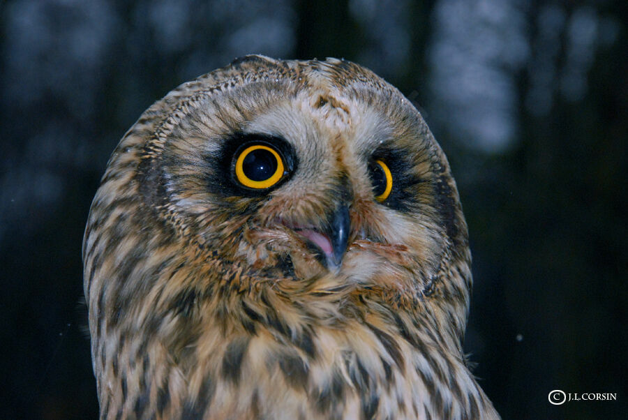 Short-eared Owl